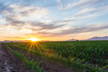 Beautiful sunset over agricultural fields in Maricopa, Arizona