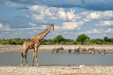 Giraffes and zebra drinking in a waterhole in Etosha National Park in Namibia - obrazy, fototapety, plakaty