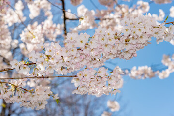 flower clusters on a sakura tree and blue sky