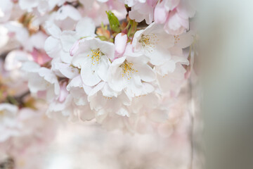intimate close-up of pink and white blossoms with some defocused areas for copy
