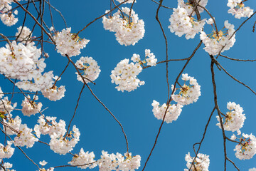 glancing up at a slightly abstract blue sky dotted with sakura blossom clusters in spring