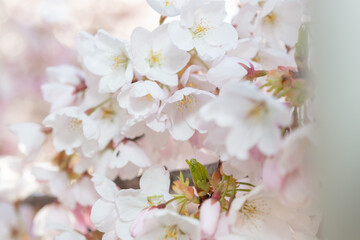 bright dream-like close-up of blossoms