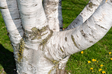 cluster of birch tree trunks on a green background