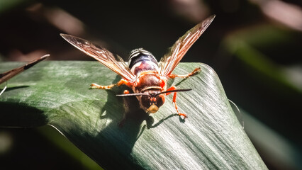 Close up of an Eastern Cicada Killer Wasp (Sphecius specious) perched on a green yucca leaf,...