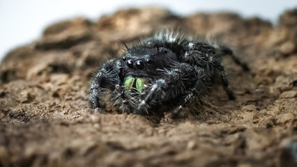 Close up of a Salticidae Bold Jumping Spider (Phidippus audax) with large green fangs. Long Island, New York, USA