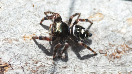 Close up of a Salticidae Bold Jumping Spider (Phidippus audax), side view. Long Island, New York, USA