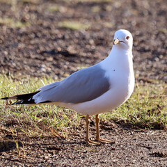 Seagull perched on the sandy beach, observing its surroundings.