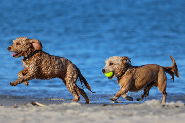 Two dogs play with tennis ball in sea, social behavior, South Fremantle, Little Dog Beach, Perth,...