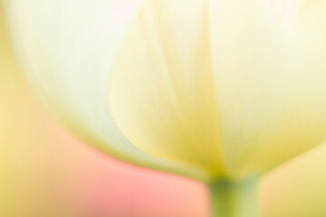 Abstract Soft Yellow Tulip Close-Up