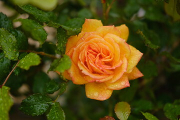A close-up of a rose after the rain in springtime. Villandry, France - April 26, 2024.