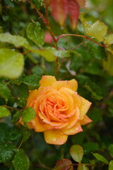 A close-up of a rose after the rain in springtime. Villandry, France - April 26, 2024.