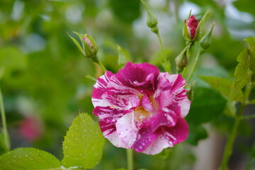 A close-up of a rose after the rain in springtime. Villandry, France - April 26, 2024.
