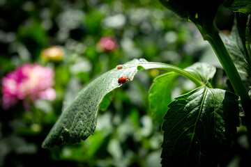 Lady bug resting on a leaf