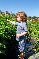 Little boy picking zinnias in a garden
