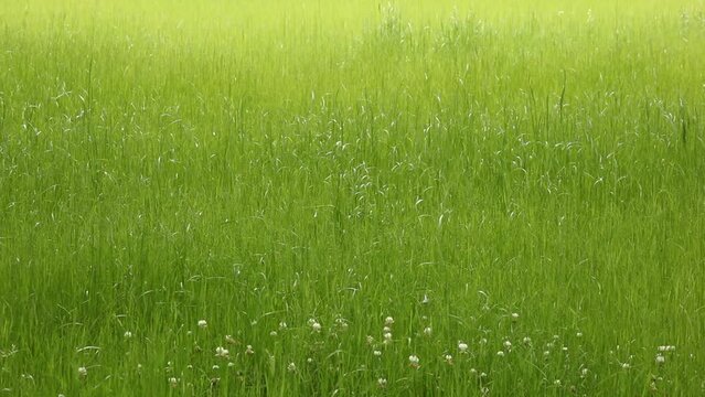 Green Grass Blowing in the Breeze