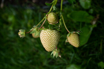 Green strawberries right before getting ripe