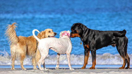 Three large dogs, calm social behavior, South Fremantle, Little Dog Beach, Perth, Australia
