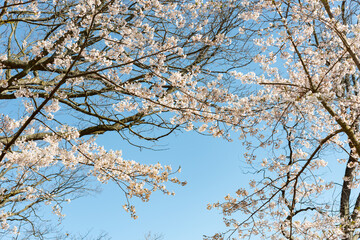 trees and cherry blossoms on a blue sky in spring