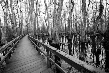 Wooden boardwalk across cypress swamp on Natchez Trace, Mississippi