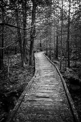 Boardwalk winds through dense forest, Baxter State Park, Maine