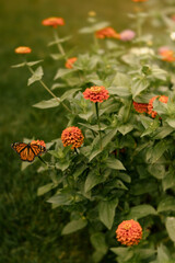 Monarch butterfly on vivid orange zinnias