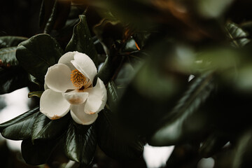 White magnolia with droplets on dark foliage