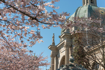 Obraz premium sakura trees outside The Ontario Government Building, aka Liberty Grand Entertainment Complex, an event venue, located at 25 British Columbia Road in Toronto, Canada