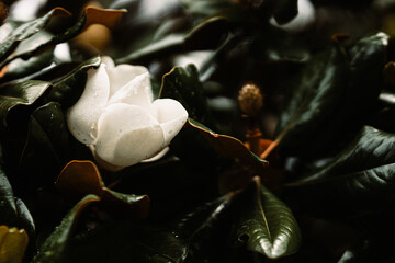 White magnolia and droplets on glossy leaves © Cavan