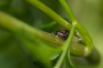 Curious spider peeks among lush greenery