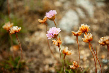 Pinks wildflowers stand out from earthy tones coastal background