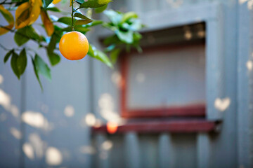 Ripe orange hanging in sunlit garden, fresh and vibrant.