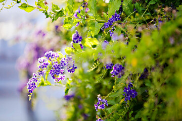 Vibrant purple flowers on a sun-drenched garden vine.