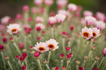 Field of pink daisy flowers in springtime