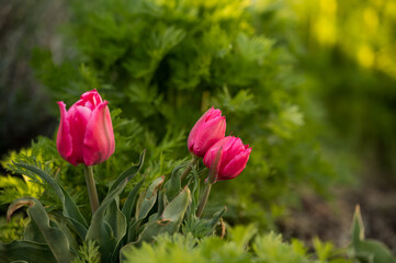 Bright pink tulips with lush greenery backdrop