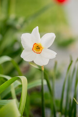 Fototapeta premium Single white daffodil with a fiery orange center in a sprig garden