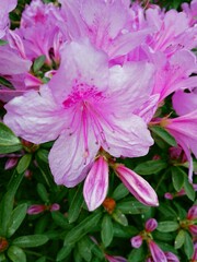 Big pink azalea (rhododendron) bush or shrub & leaves in the park japanese garden as background....