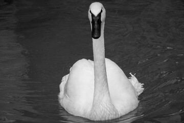 Monochrome image of a swan gliding in a pond