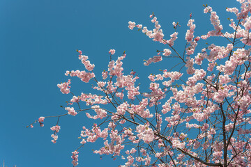 branches with pink blossoms viewed from below on a blue sky