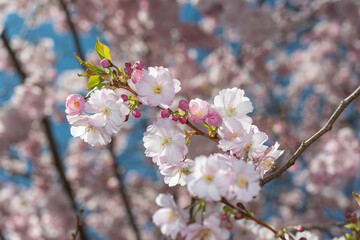 close-up of pink tree buds and blossoms on a defocused sky