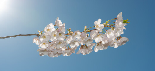 isolated branch with blossoms on a blue sky with some solar flare