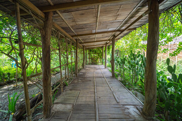 Fototapeta na wymiar Tree tunnel in rubber plantation, Thailand. Way through garden park in summer season. Nature landscape background