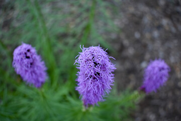 Purple flower in a garden