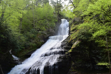 waterfall in the forest