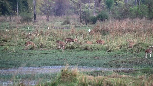 Herd of spotted deer in tadoba grazing and chilling in Tadoba national park