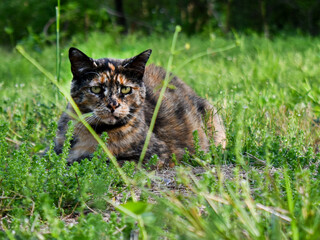 cat in the grass