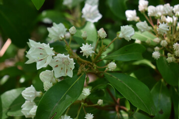 white flowers in the garden