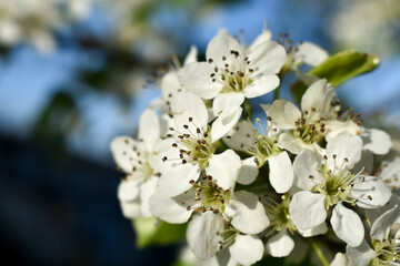 tree blossom