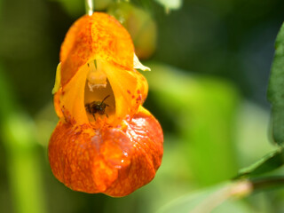 insect in orange flower bud