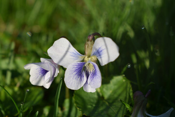 purple viola