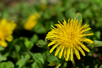 yellow dandelion flower
